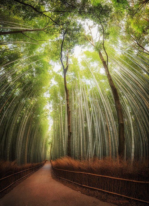 Arashiyama bamboo forestphoto preview