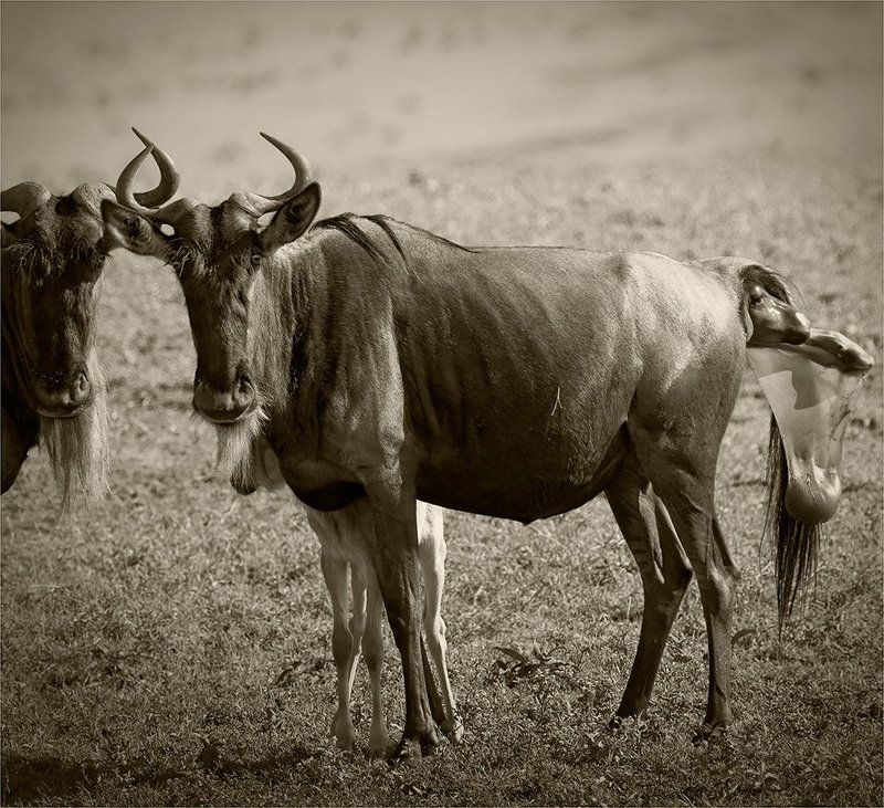 Муки и радости...или беглые зарисовки младшего помощника старшего фельдшера - акушераphoto preview