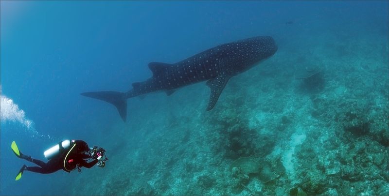 Уж, замуж, невтерпеж фото превью