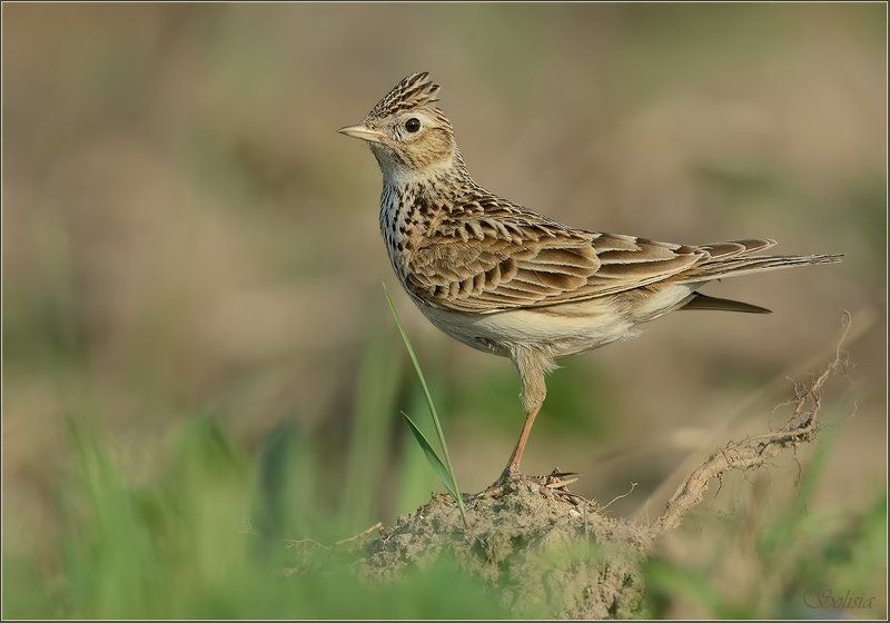 птицы, природа, жаворонок, alauda arvensis, полевой жаворонок Жаворонокphoto preview