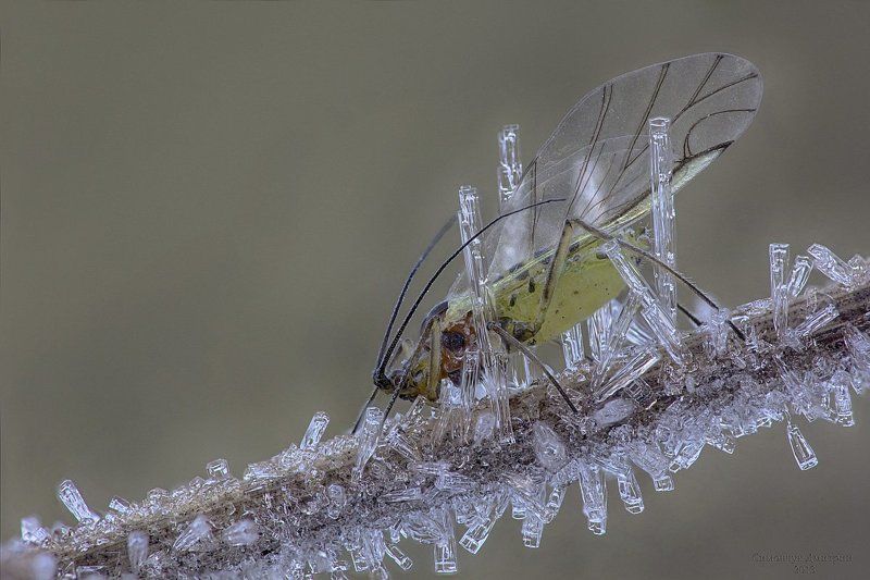 Иней, Тля Приморозило..photo preview