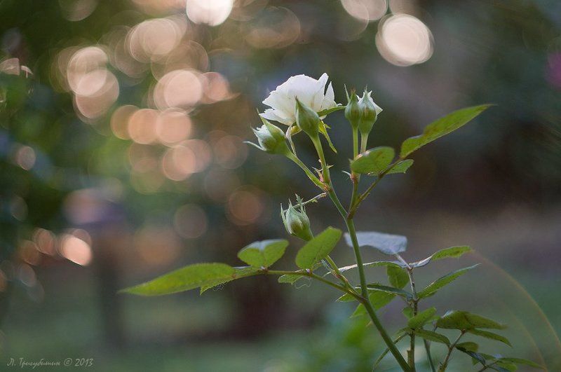 Белые розыphoto preview