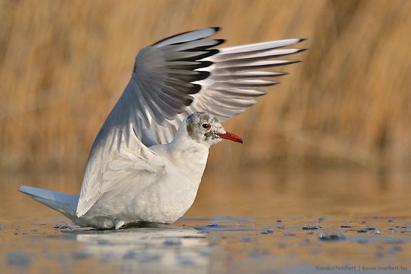 Common Black-headed Gullphoto preview