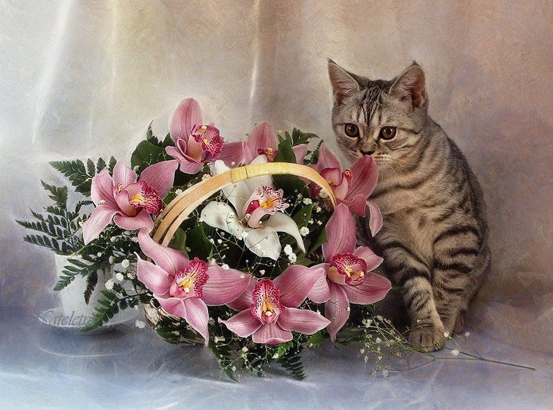 *** фото превью