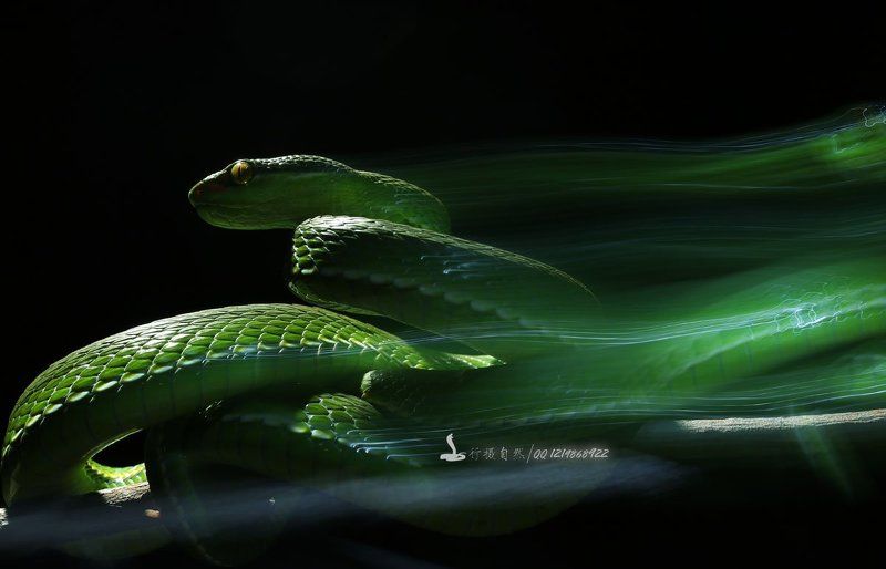 Ночь убийцаphoto preview