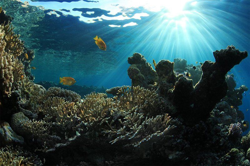 Утро на домашнем рифе.photo preview