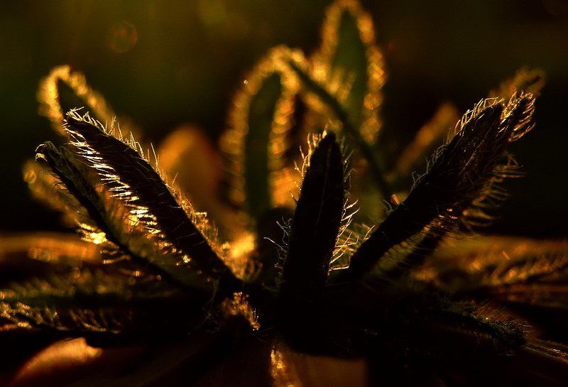 wake,sony,nature,macro Part of Naturephoto preview