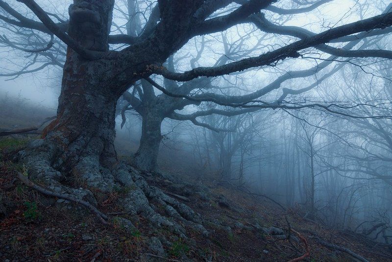 крым, демерджи ***photo preview