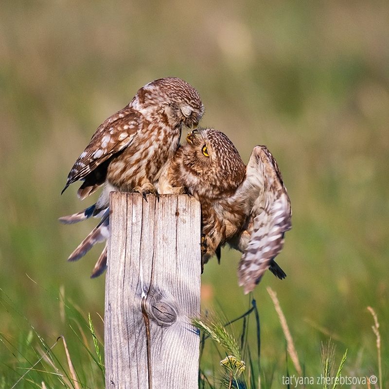 owl, my-mriya, mymriya, wildlife, little owl, Домовые сычи.. Кормление.photo preview