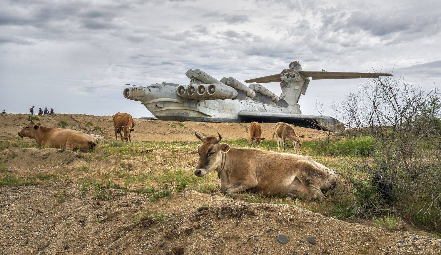 дагестан экраноплан коровы, Андрей Колесов