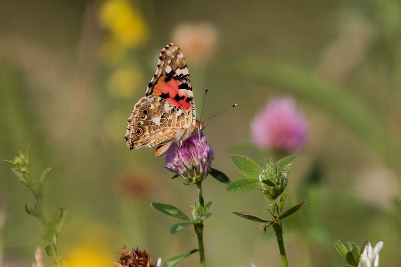 wildlife, insects,butterfly, насекомые, бабочка, vanessa cardui Репейницаphoto preview
