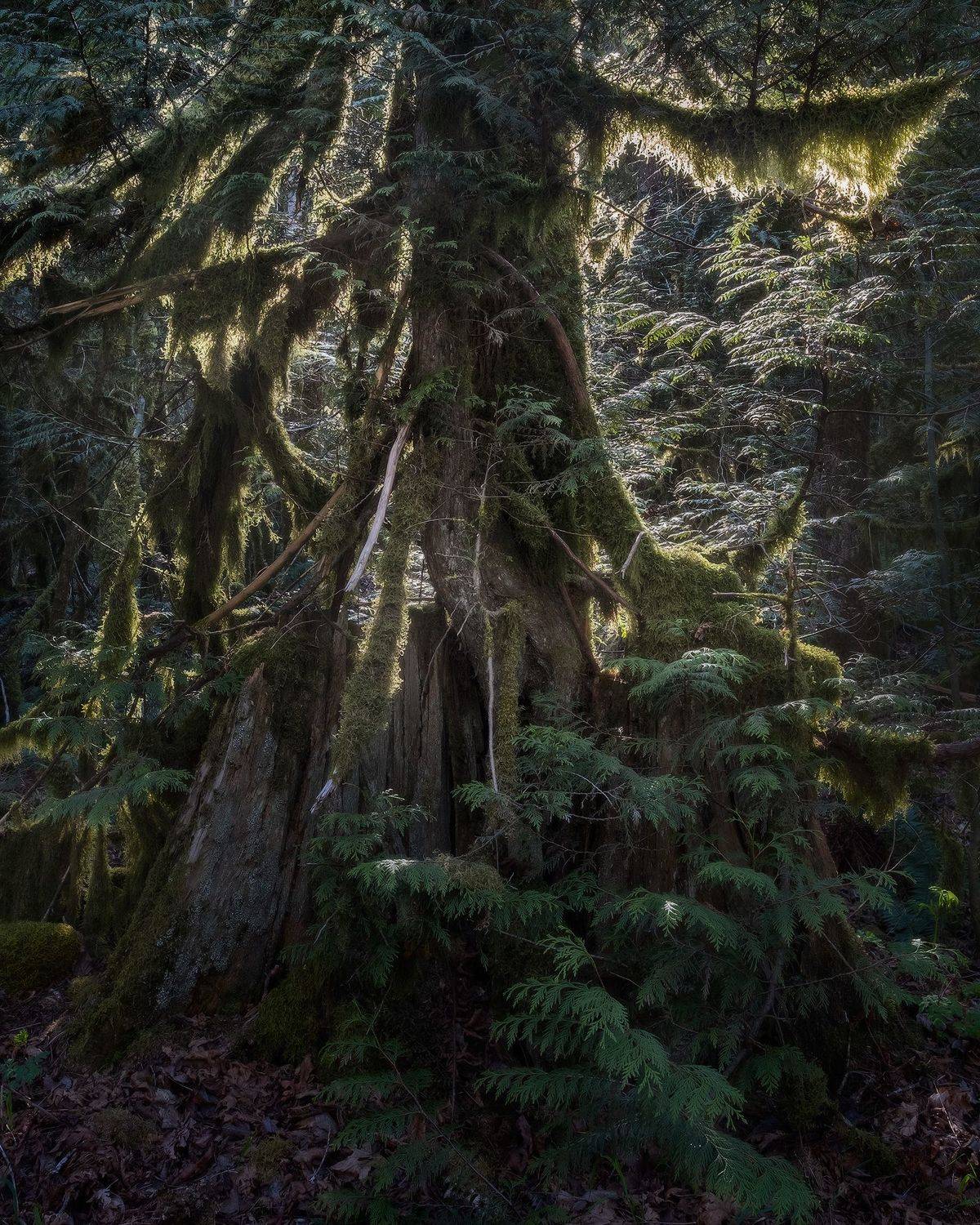 moss, old tree, мох, Evgeny Chertov