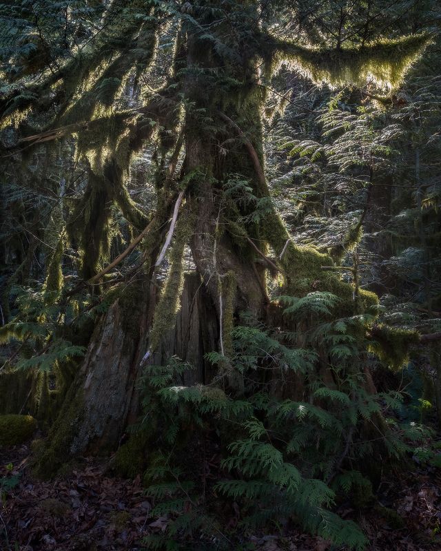 moss, old tree, мох ЖИЗНЬ ПОСЛЕ ЖИЗНИphoto preview