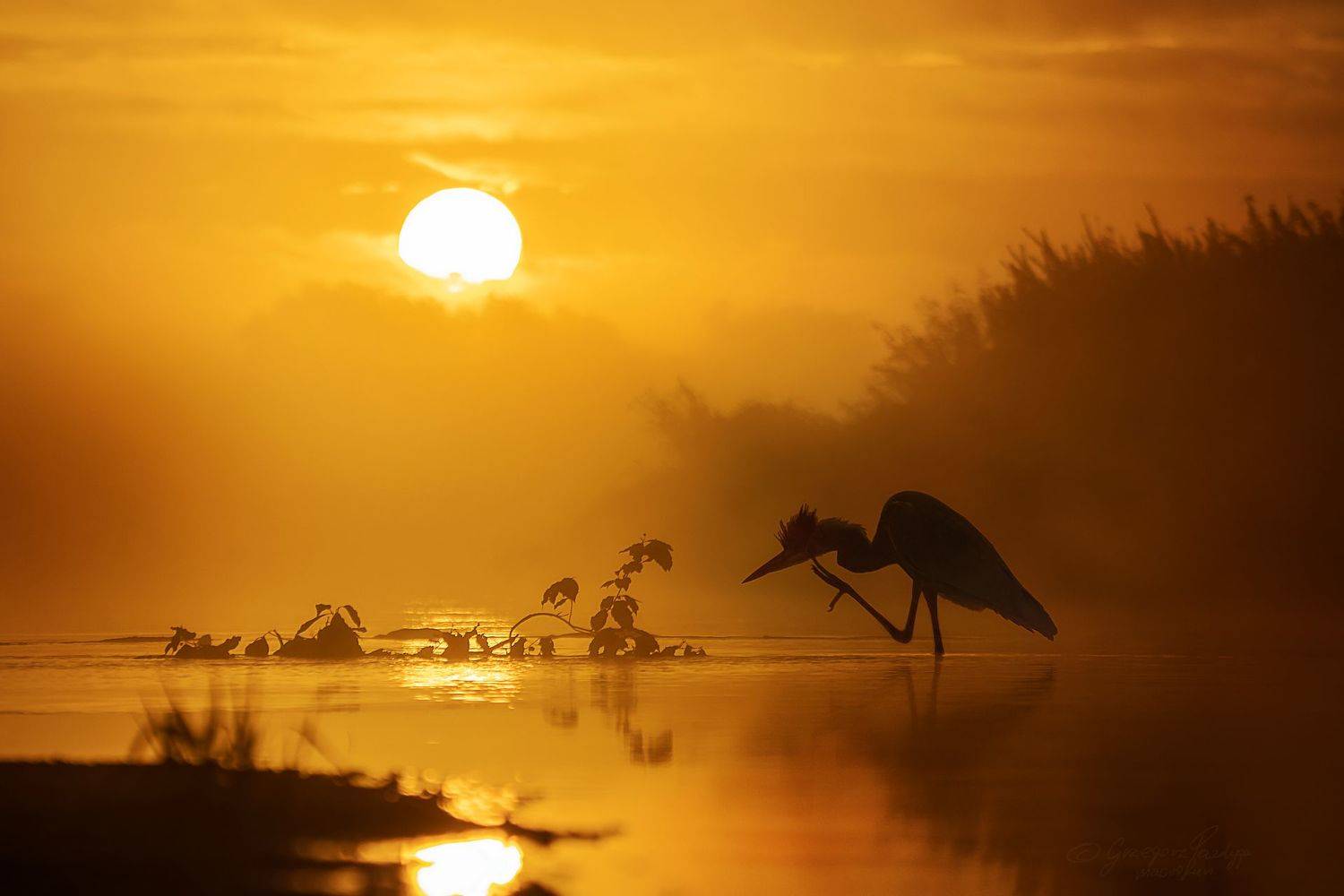 , Grzegorz macrofun Pazdyga