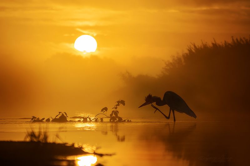 Ardea cinereaphoto preview