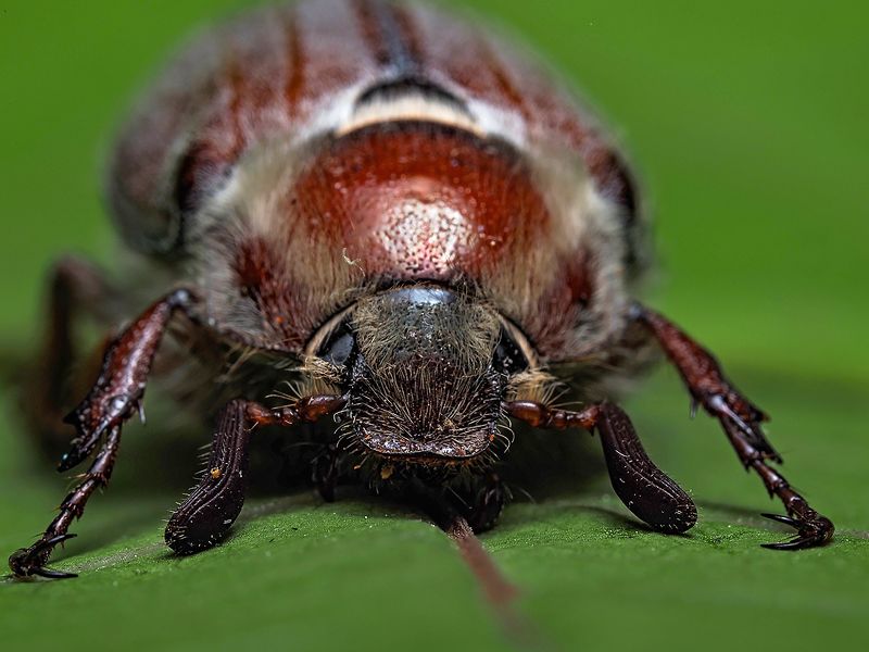 майский жукphoto preview