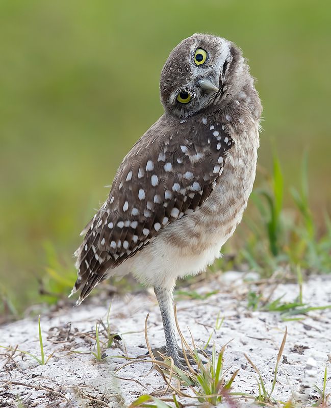 кроличий сыч, florida, burrowing owl, owl, флорида,сыч Burrowing Owlet - Кроличий сычphoto preview