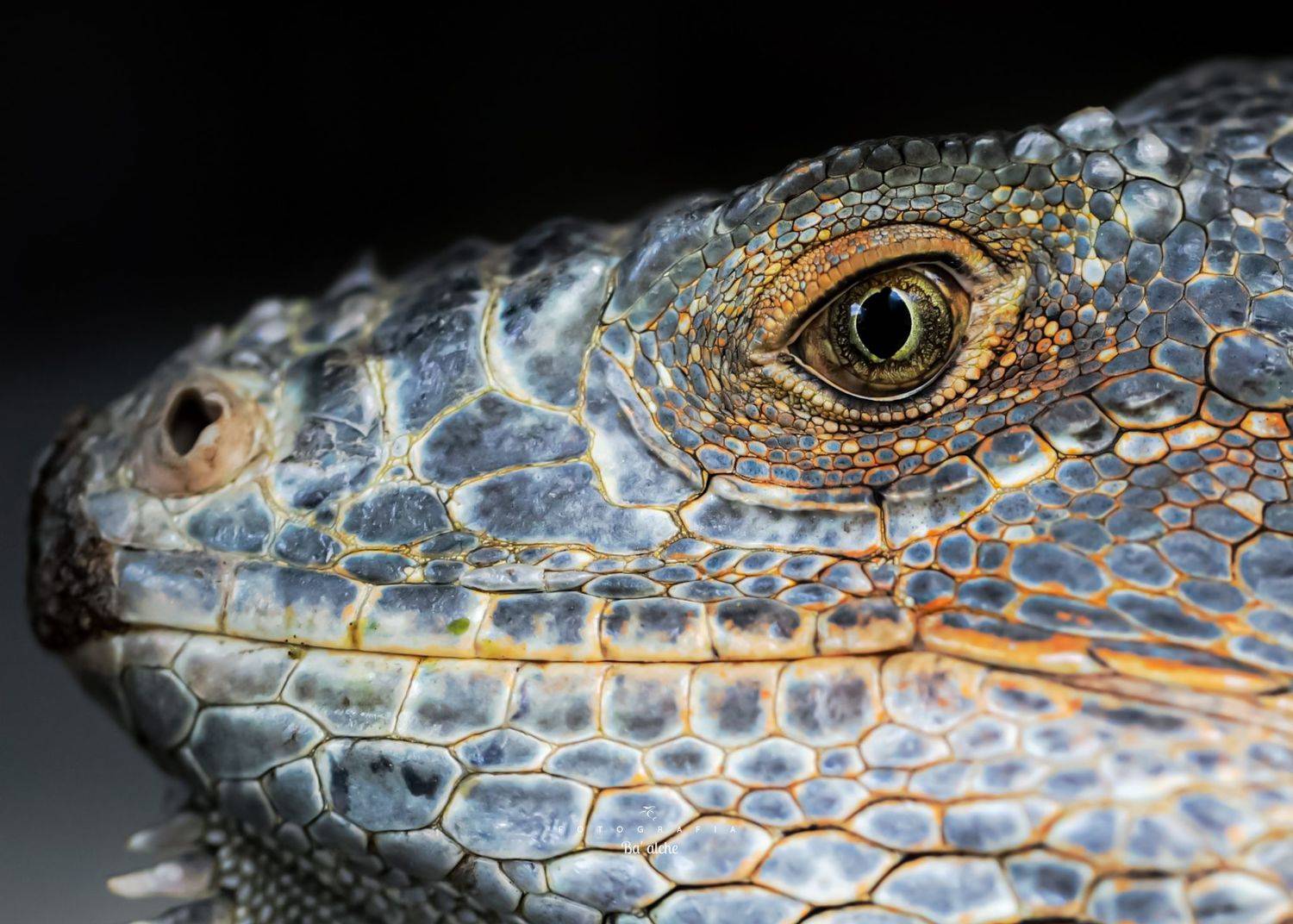 Автор: Mizael Palomeque , Mizael Palomeque