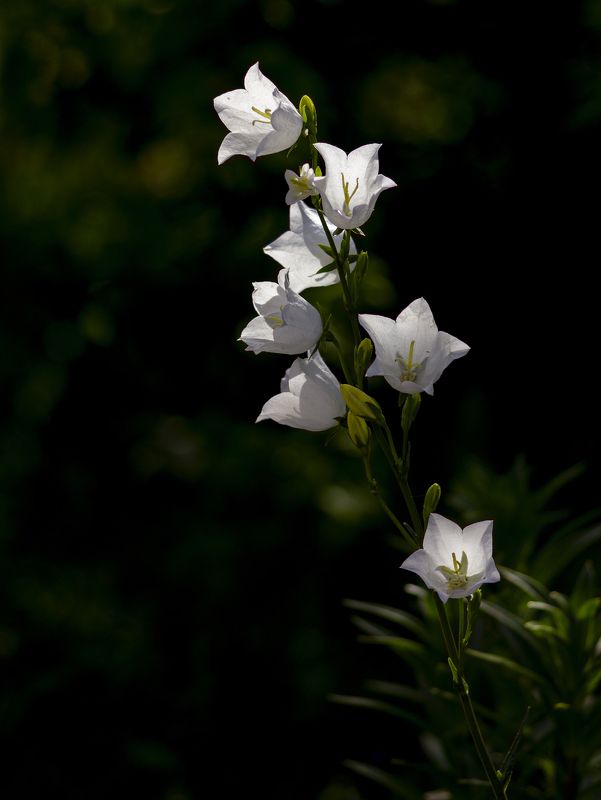 природа, сад, садовые цветы, колокольчик, цветы Белыйphoto preview