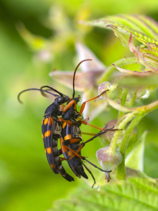 природа, лето, жуки, насекомые, жесткокрылые Любовьphoto preview