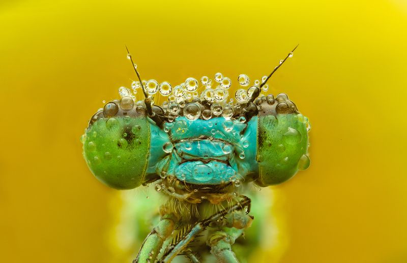 макро, стрекоза, лето, насекомые, стекинг королева летаphoto preview