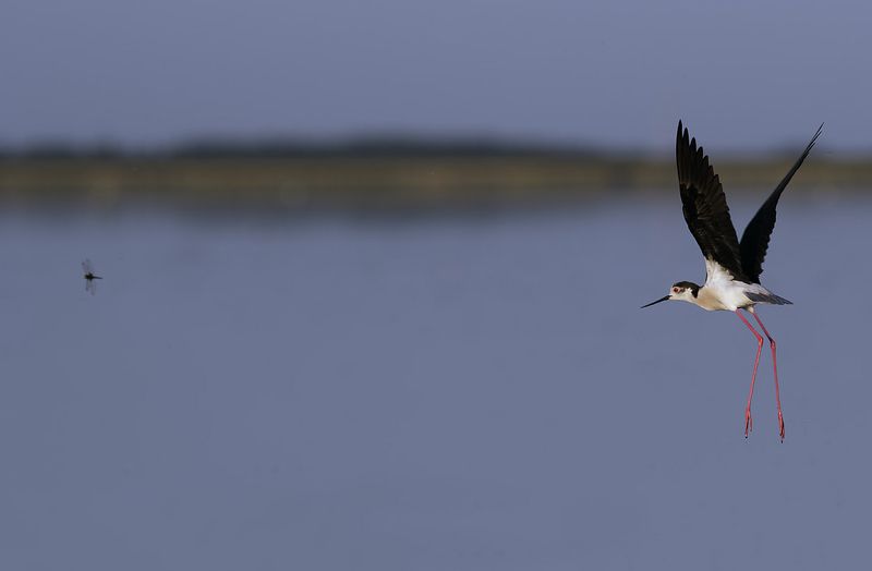 стрекоза и ...photo preview