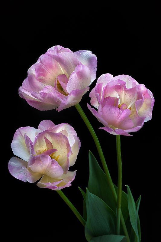 тюльпан, тюльпаны, цветы, цветок, розовый, флора, природа, лепестки, цвет, черный фон, минимализм Тюльпаныphoto preview