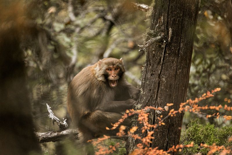 animals, wildlife, monkey, outdoor, nature, macaque Three kinds of moodphoto preview