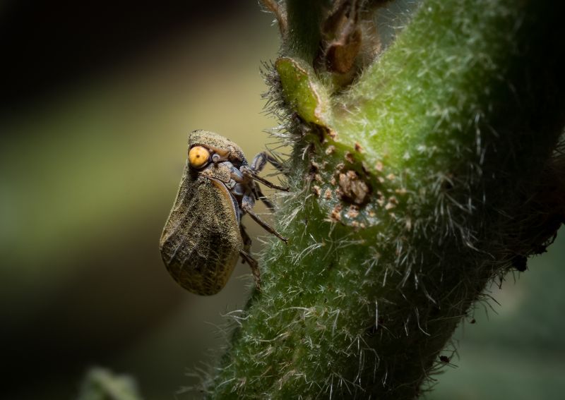 Голумphoto preview