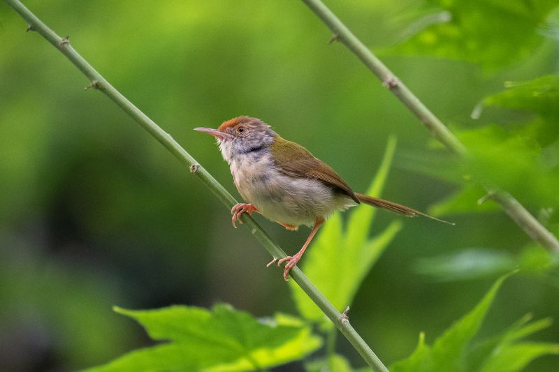 #birds photo preview