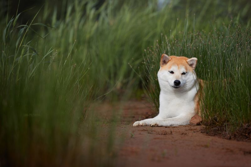 собака, сиба, сиба ину, шиба, шиба ину, лето, зелень ***photo preview