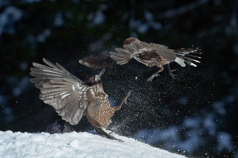 nature, wildlife, birds ***photo preview