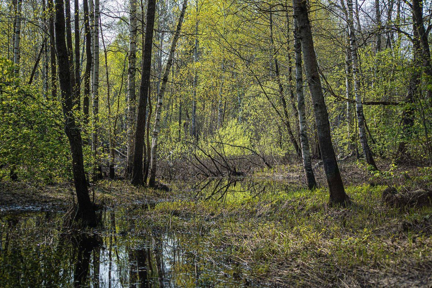 весна, молодая зелень, сочная зелень, березы, осины, мещёра, рязанская область, Валерий Пешков
