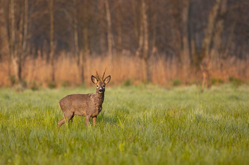 las,fauna,natura,dzika przyroda Koziołek photo preview