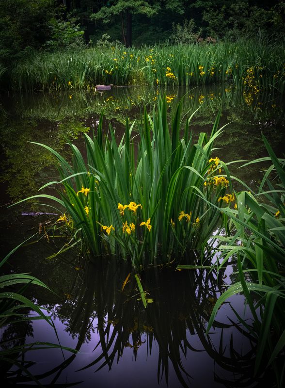 красногорск Летом в парке фото превью