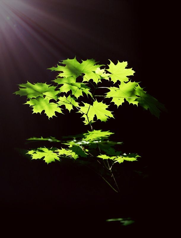 acer platanoides sunlight Кленик фото превью