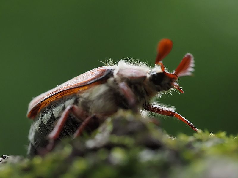 майский жукphoto preview