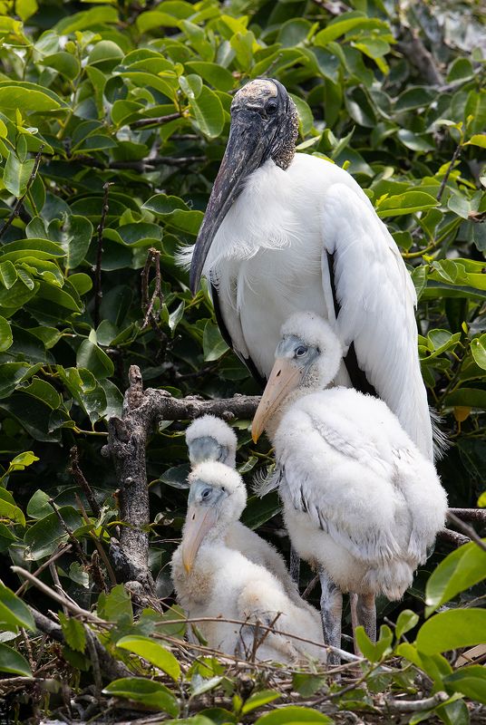 американский клювач, wood stork, флорида, florida Wood stork - Американский клювачphoto preview