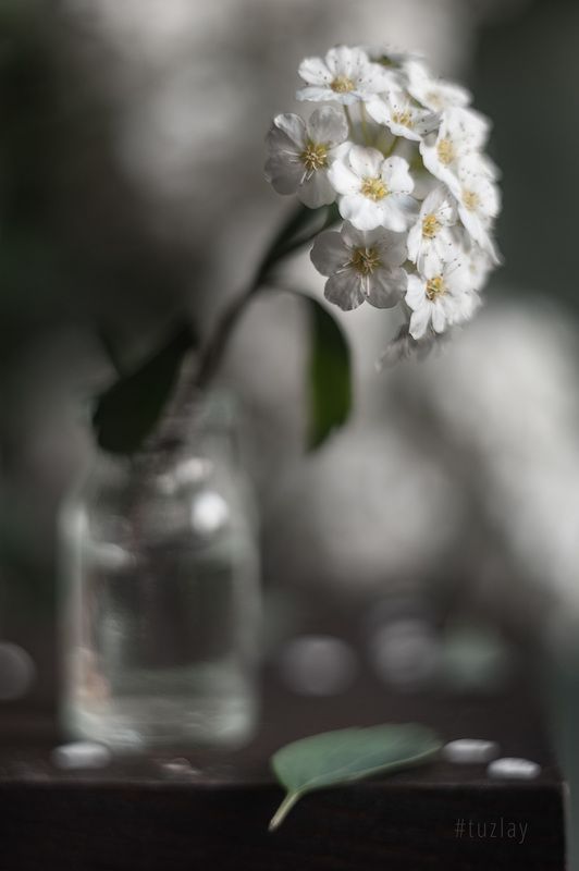 спирея, весна во флаконе, невеста, гелиос 44 Вертикальные вариации с веточкой спиреиphoto preview