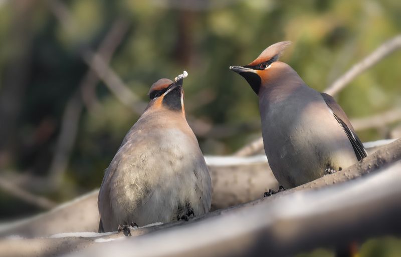 ритуал, птица, свиристель, ухаживание, весна, Ритуалphoto preview