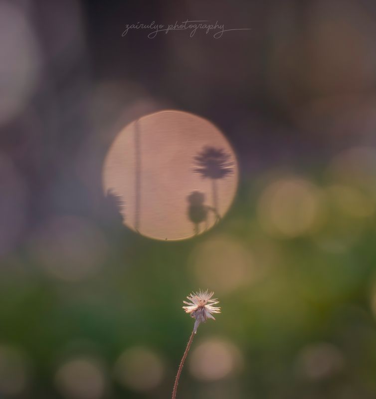 Mirror Bokehphoto preview