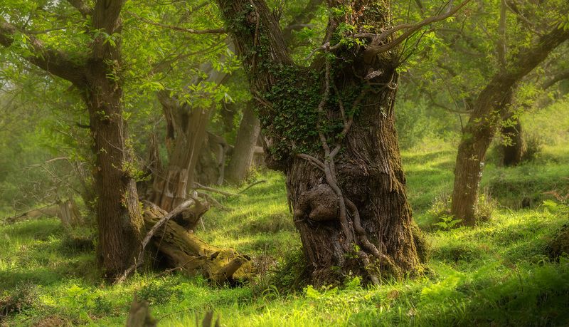 пейзаж лес Каштановый лесphoto preview