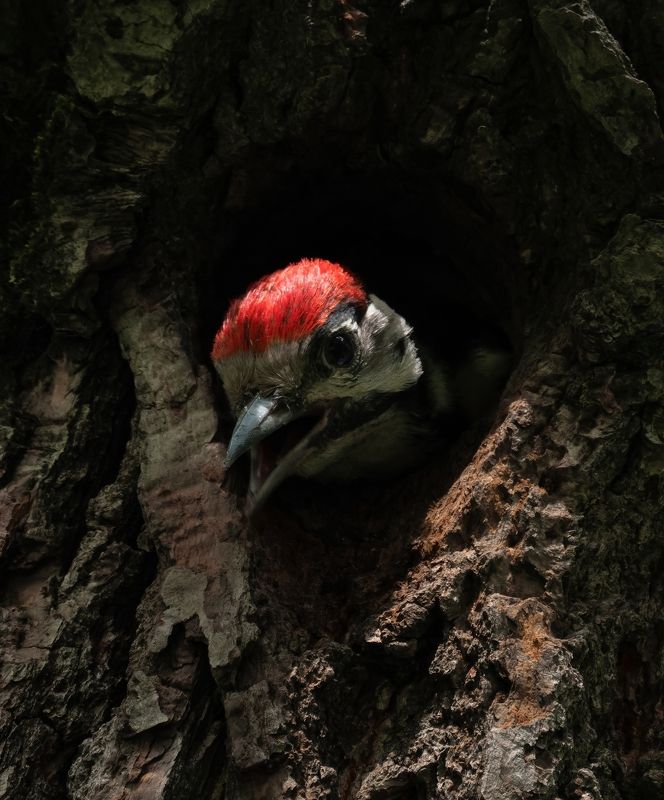 Малыш дятелphoto preview