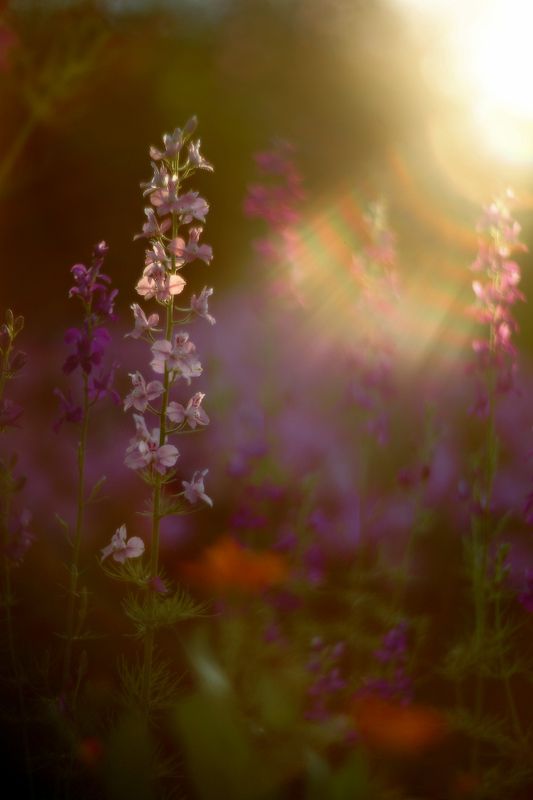 лето, вечер, июнь, цветы, солнце, лучи Июньский вечерphoto preview