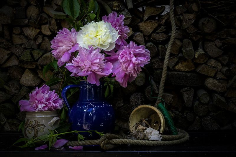 Pfingstrosenphoto preview