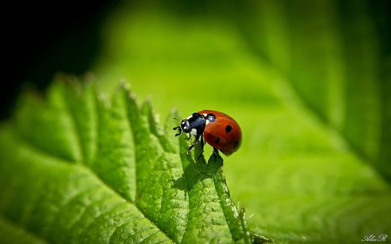 Божья коровкаphoto preview