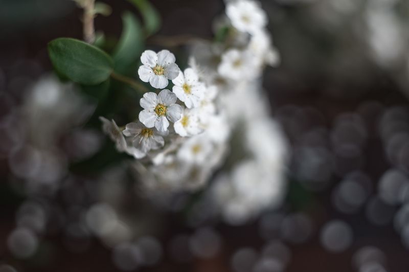 спирея, боке, гелиос 44 Спирея. В поисках боке из лепестковphoto preview