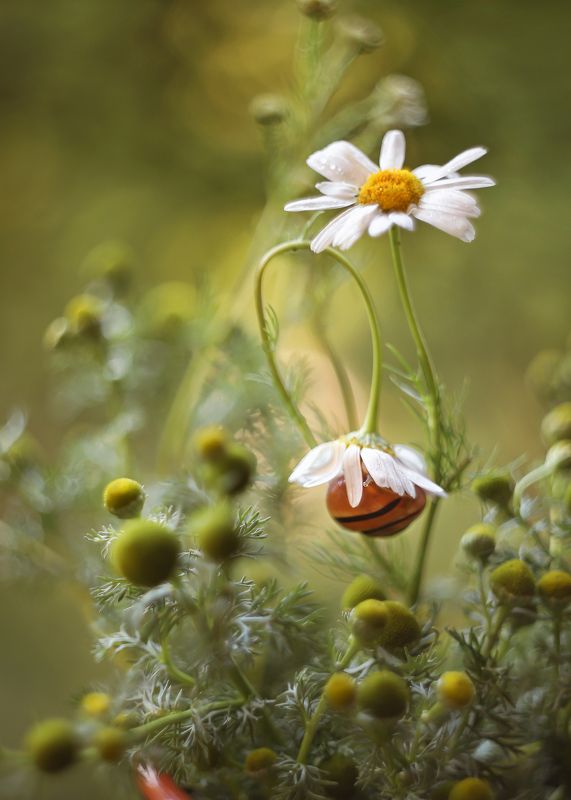 ромашковые поля, утро улитки, сказки лета, беларусь,ирина горюкина Доброе утро) фото превью