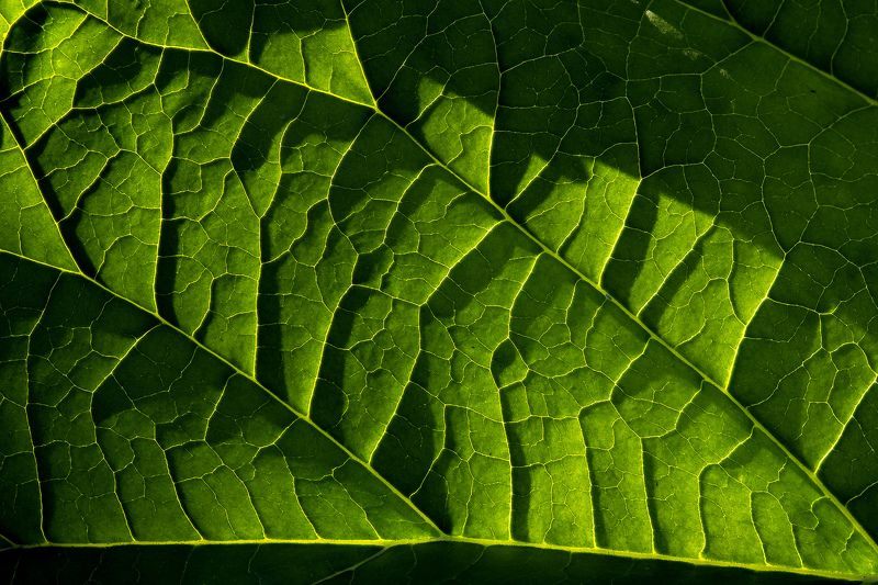 природа, растения, макро, свет, цвет, лист, растения, макро, прожилки на листьях Свет и цветphoto preview