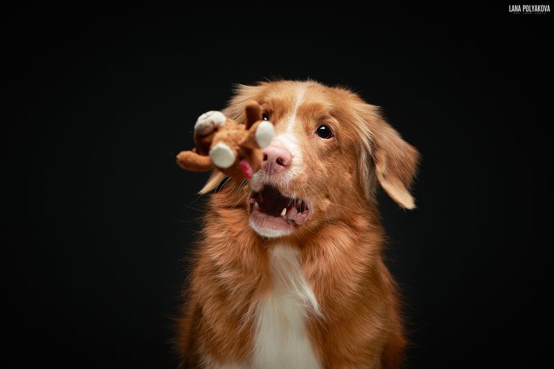 собака, толлер, toller, dog  Houston, we’ve had a problemphoto preview
